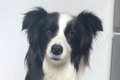 『ワオーン』と犬語…の画像