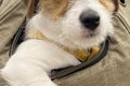 子犬をリュックに入…の画像