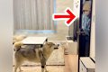 ハスキー犬が『入院…の画像