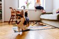 犬が家の中で『大騒…の画像
