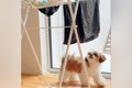 犬のおもちゃを干し…の画像