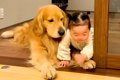 大型犬と赤ちゃんが…の画像