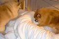 朝、ポメラニアンた…の画像