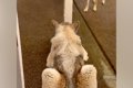 細い柱で隠れている…の画像