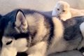 子猫が『大型犬に育…の画像