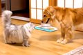 小さな頃から『猫と…の画像