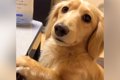 犬になぞなぞを出し…の画像