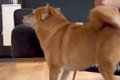 大嫌いなお風呂を頑…の画像