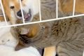 犬のことを愛しすぎ…の画像