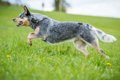 『長生きする犬』の…の画像