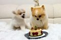 犬の誕生日をケーキ…の画像
