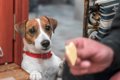 病気の犬に絶対NGな…の画像
