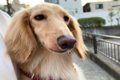犬の『鼻水』注意す…の画像