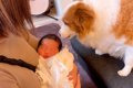 『赤ちゃん』を初め…の画像