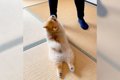 遊んでほしい犬がし…の画像