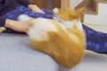 ソファの端でくつろ…の画像