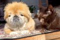 おじいちゃん犬とお…の画像