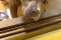 お風呂場におもちゃ…の画像