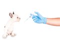 犬のワクチンアレル…の画像