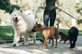 【あるある】犬を飼…の画像