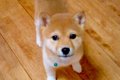 『小さな豆柴を飼っ…の画像