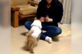 子犬に『バイバイ』…の画像