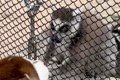 動物園で手を伸ばし…の画像