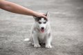 犬のしつけで効果的…の画像