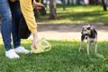 犬が外で『ウンチ』…の画像