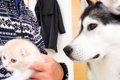 ハスキー犬が『怯え…の画像