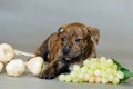 犬にマスカットを食…の画像