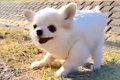 小さくて可愛い犬が…の画像