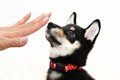 犬に『ダメ！』を教…の画像