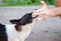 犬が家族だと思って…の画像