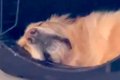 爆睡中の大型犬の『…の画像