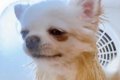 犬を自動乾燥機に入…の画像