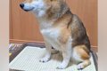真顔の犬→『大好きな…の画像