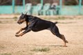 犬の筋トレ　トレー…の画像