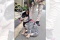 犬生何周目ですか？…の画像