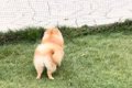 小型犬が突然吠えた…の画像