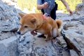 犬との登山で『岩壁…の画像