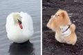 フレンドリーな犬が…の画像
