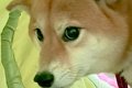 生後5ヵ月の赤ちゃん…の画像