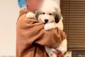 『超大型犬の子犬』…の画像