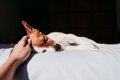 犬の『睡眠中』に飼…の画像