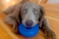 ドーナツ状のおもち…の画像