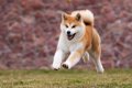 『日本犬』特有の共…の画像