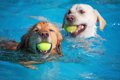 犬のための『サービ…の画像