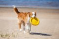 『寿命が長い犬』の…の画像