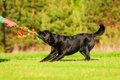 犬と「引っ張りっこ…の画像